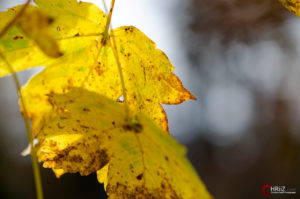 Herbst | Nikon D5100