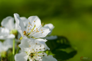 Kirschblüte | Nikon D5100