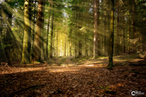 Sonnenstrahlen im Wald | Nikon D5300