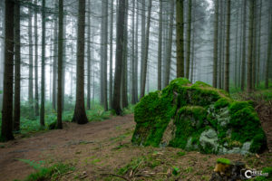 Fels im Wald mit Nebel | Nikon D5300