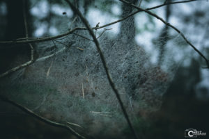 Morgentau am Spinnennetz | Nikon D5300
