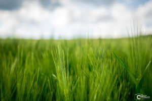 Grünes Getreide | Nikon D5300
