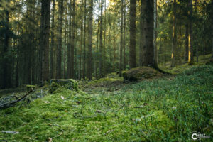 Wald | Nikon D5300