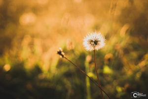 Pusteblume Herbst | Nikon D5300
