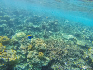 Malediven Kuredu | GoPro