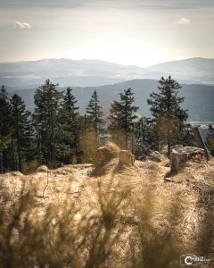 Enzian Bayerischer Wald | Nikon D5300